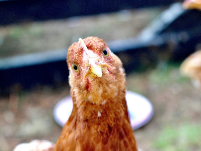 ein Huhn Braune Henne mit neugierigem Blick und leicht geöffnetem Schnabel.